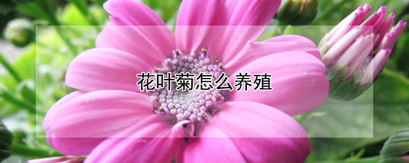 花叶菊怎么养殖 花叶菊怎么养殖图片