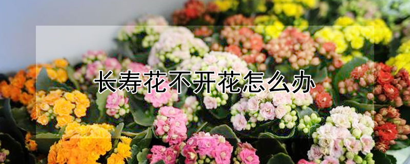 长寿花不开花怎么办（长寿花不开花怎么办如何修剪）