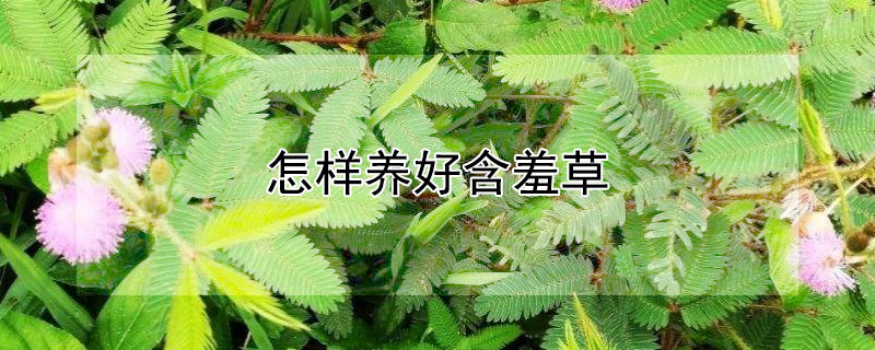 怎样养好含羞草（含羞草怎么养比较好看）