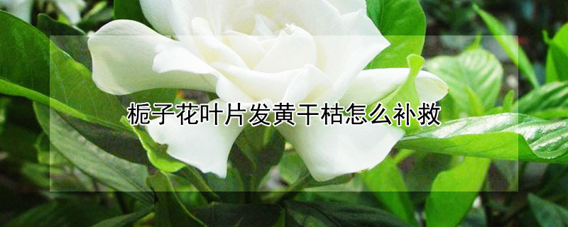 栀子花叶片发黄干枯怎么补救（栀子花干枯黄叶怎么办）