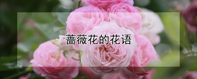 蔷薇花的花语（蔷薇花的花语是什么）