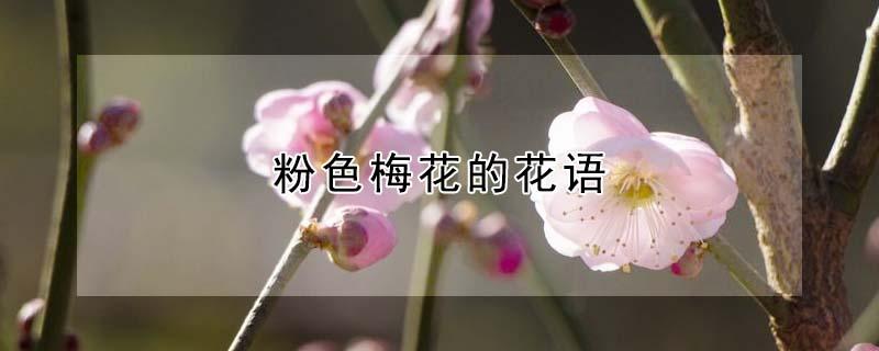 粉色梅花的花语（粉色梅花的花语是什么）