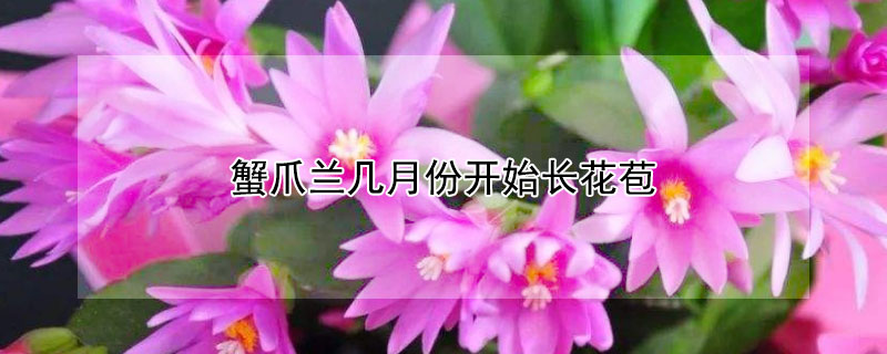 蟹爪兰几月份开始长花苞 4月份蟹爪兰还长花苞正常吗