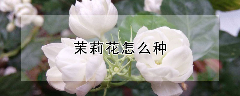 茉莉花怎么种 茉莉花怎么种植方法