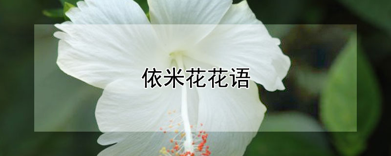 依米花花语（依米花花语是什么）