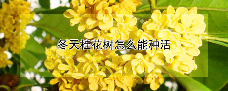 冬天桂花树怎么能种活（桂花树冬天能移栽活吗）