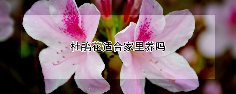 杜鹃花适合家里养吗（杜鹃花不适合家里养吗）