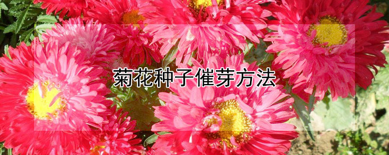 菊花种子催芽方法（菊花菜种子怎么催芽）