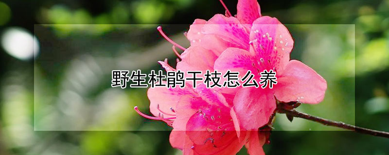 野生杜鹃干枝怎么养（野生干杜鹃花树枝怎么养）