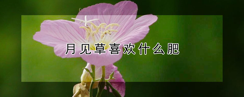 月见草喜欢什么肥（月见草会发胖吗）