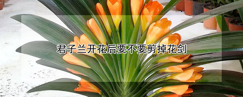 君子兰开花后要不要剪掉花剑（君子兰花箭什么时候剪掉）