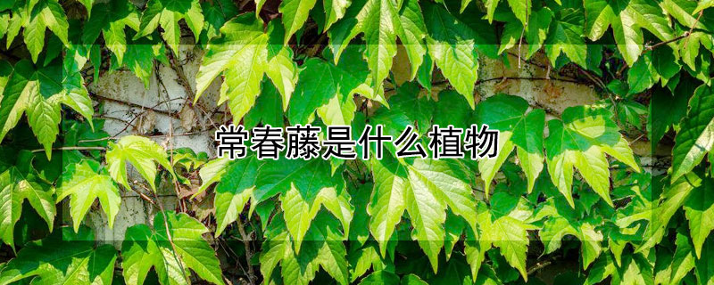 常春藤是什么植物（常春藤是一种什么植物）