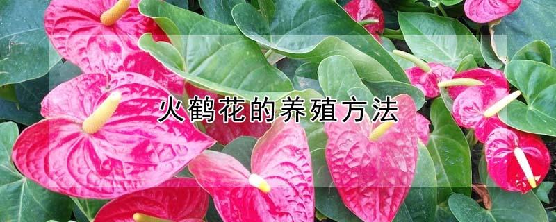 火鹤花的养殖方法（火鹤花的养殖方法红掌吸甲醛吗）