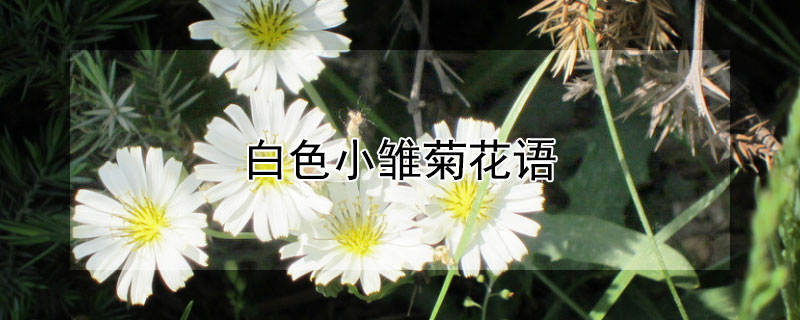 白色小雏菊花语 白色野雏菊花语