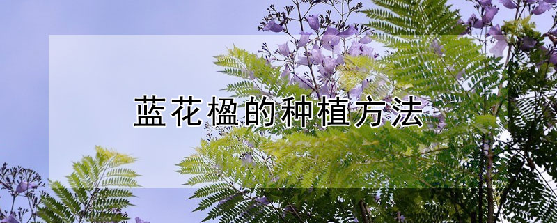 蓝花楹的种植方法 蓝楹花怎么种植