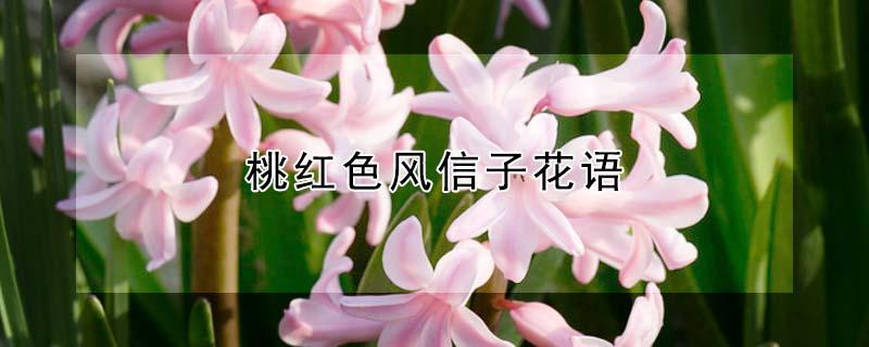 桃红色风信子花语 风信子花语粉色风信子