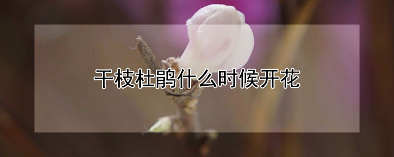 干枝杜鹃什么时候开花 干枝杜鹃花能开多久