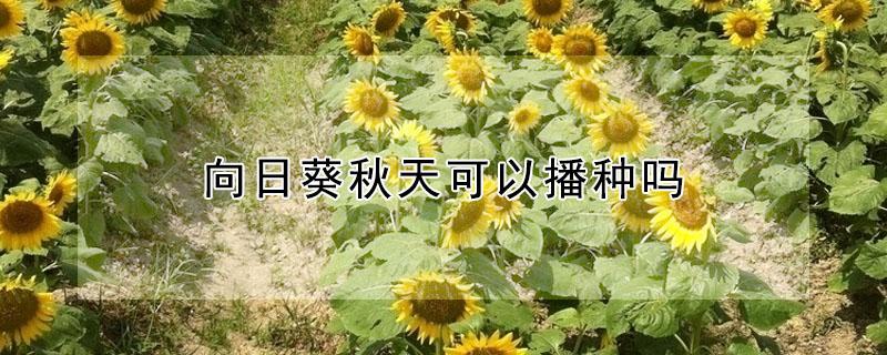 向日葵秋天可以播种吗（向日葵适合秋天播种吗）