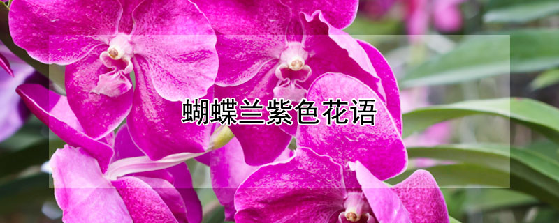 蝴蝶兰紫色花语（蝴蝶紫罗兰花语）