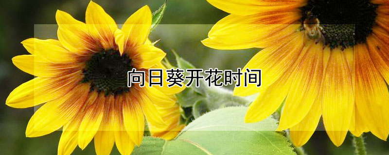 向日葵开花时间 向日葵开花时间什么季节