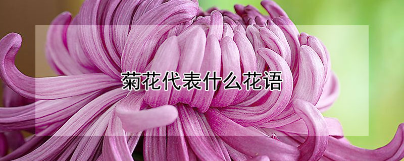 菊花代表什么花语 菊花代表什么花语作业帮