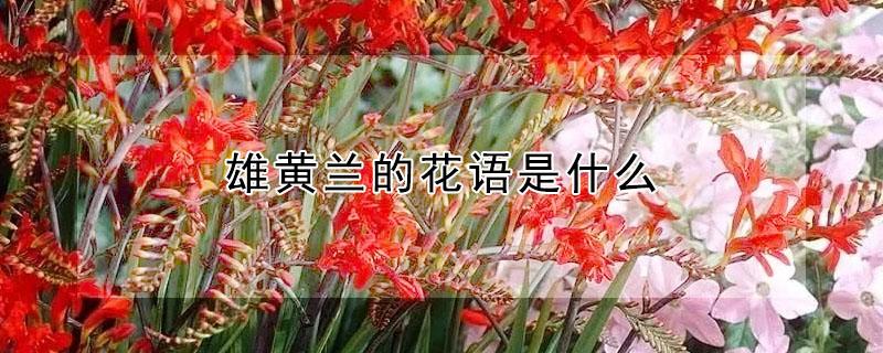 雄黄兰的花语是什么