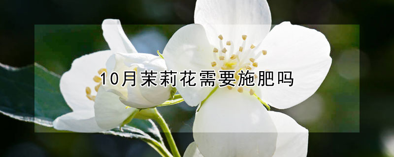 10月茉莉花需要施肥吗 茉莉花十月份可以施肥吗