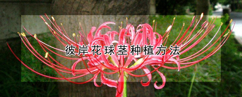 彼岸花球茎种植方法（彼岸花花球怎么种植）