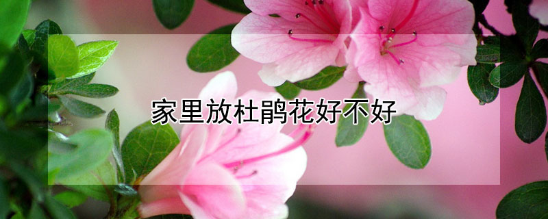 家里放杜鹃花好不好（家里摆杜鹃花好不好）