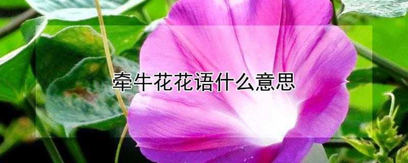 牵牛花花语什么意思（牵牛花的花语怎么说）