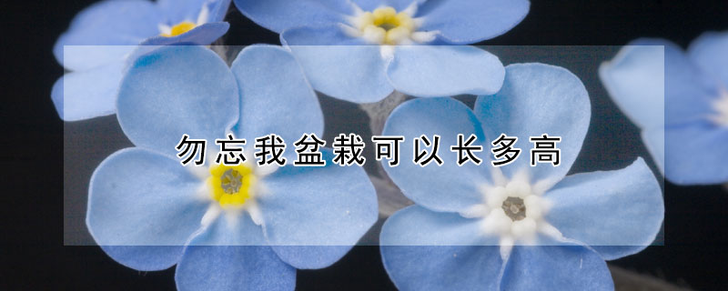 勿忘我盆栽可以长多高（勿忘我盆栽一盆种几颗）