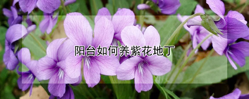 阳台如何养紫花地丁 紫花地丁可以养在室内吗