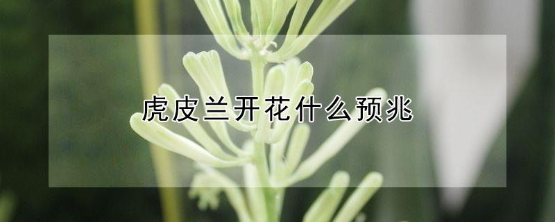 虎皮兰开花什么预兆 虎皮兰什么时候开花,虎皮兰开花有什么兆头