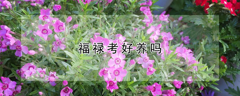 福禄考好养吗（福禄考好养吗花开完咋弄）