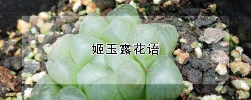 姬玉露花语（玉露 花语）