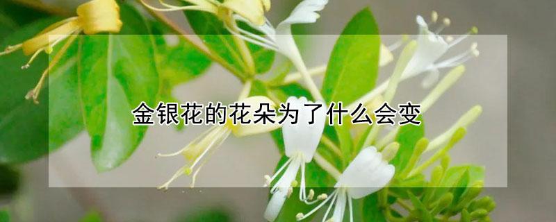 金银花的花朵为了什么会变（金银花的花朵为了什么会变色答案）