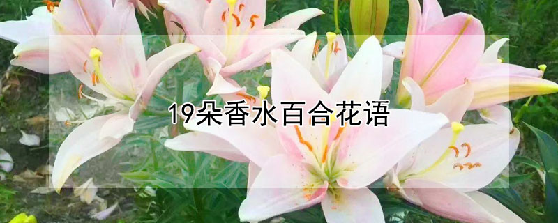 19朵香水百合花语 九朵香水百合