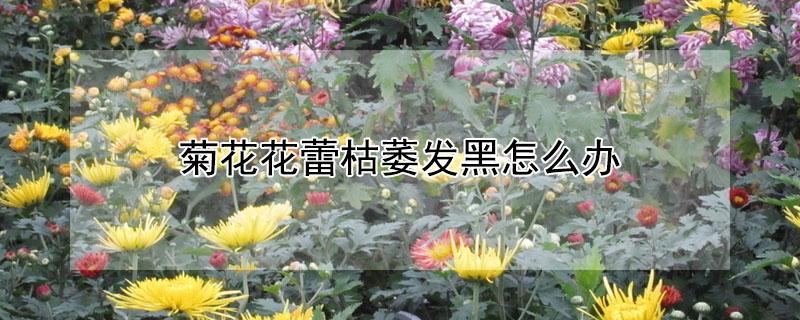 菊花花蕾枯萎发黑怎么办