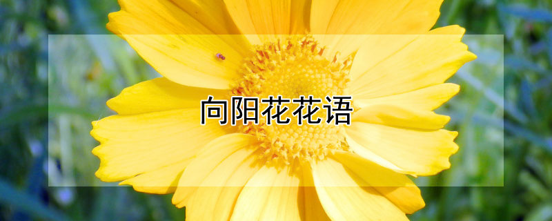 向阳花花语 向阳花花语是什么意思