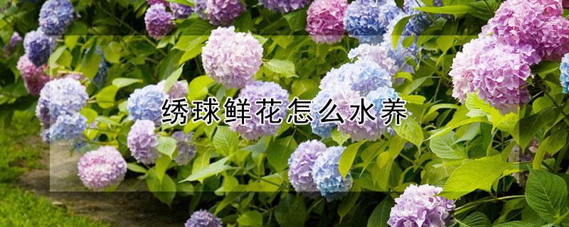 绣球鲜花怎么水养 绣球花可以水养吗意事项