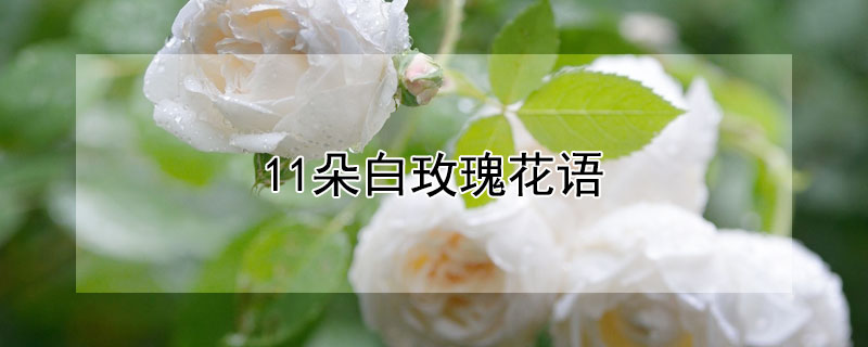 11朵白玫瑰花语 11朵白玫瑰花语是什么意思