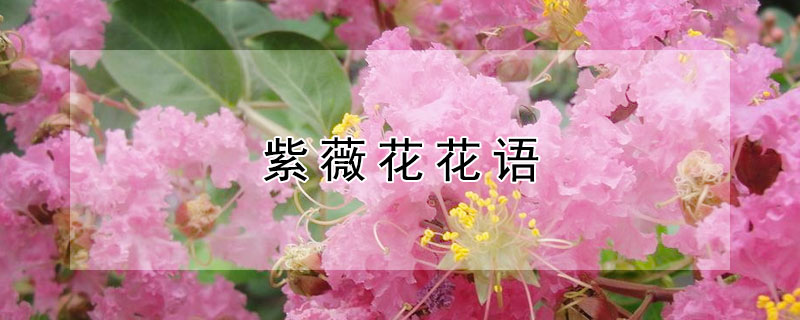 紫薇花花语（紫薇花花语代表什么）