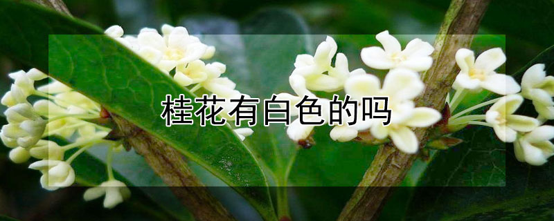 桂花有白色的吗（白色的桂花长什么样）