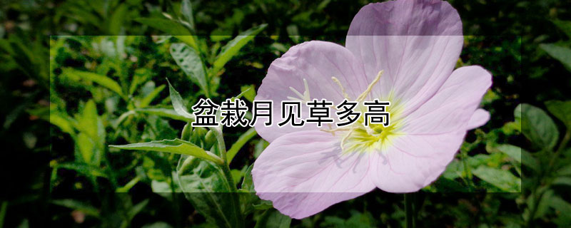 盆栽月见草多高 月见草适合盆栽吗