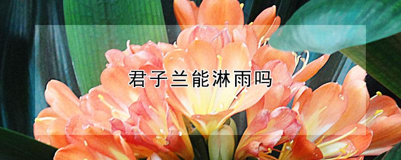 君子兰能淋雨吗（君子兰能淋雨水吗）