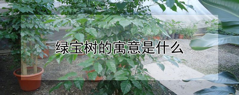 绿宝树的寓意是什么（绿宝绿植的寓意）