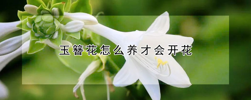 玉簪花怎么养才会开花（玉簪花会开花吗）