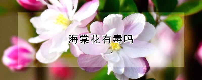 海棠花有毒吗 竹节海棠花有毒吗