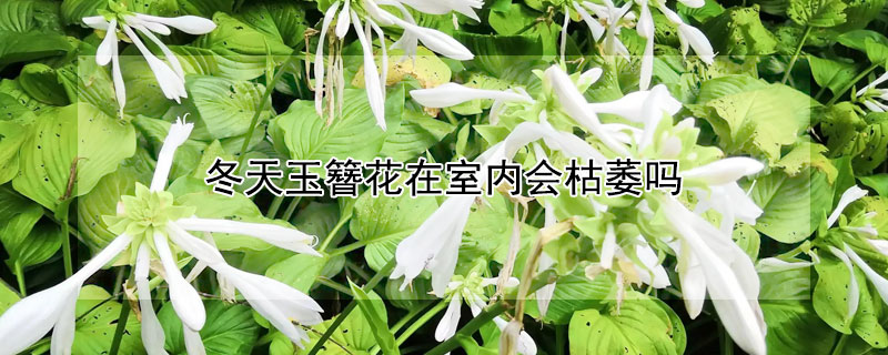 冬天玉簪花在室内会枯萎吗（玉簪花冬天会落叶吗）