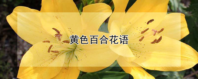 黄色百合花语 黄色百合花语象征与寓意